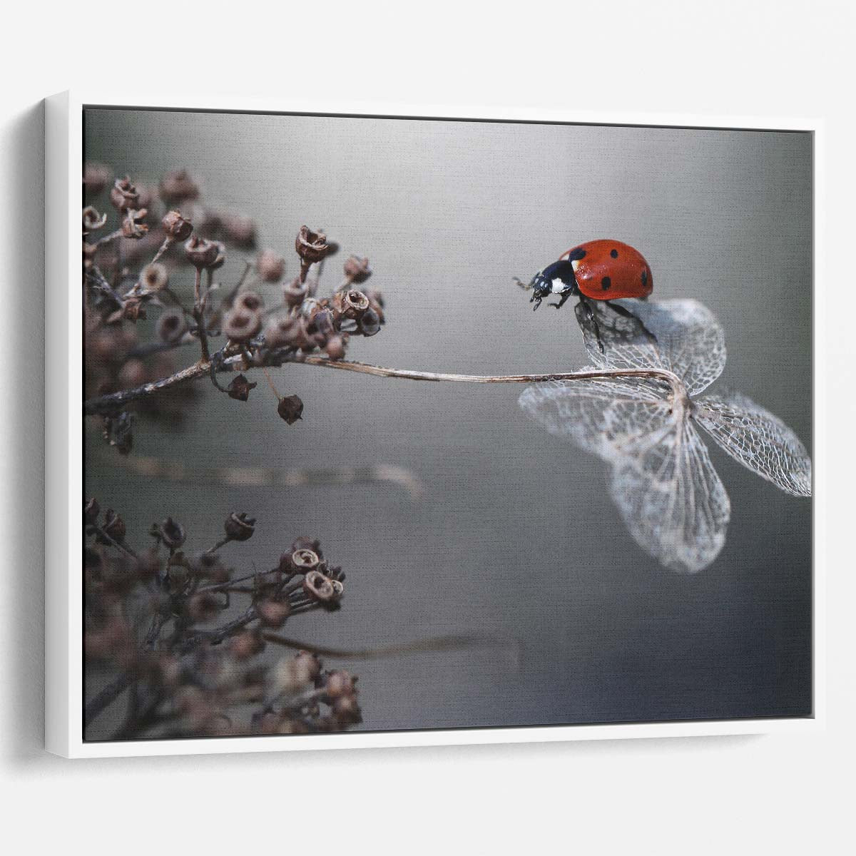 Macro Close-Up Ladybug Reaching on Autumn Hydrangea Wall Art
