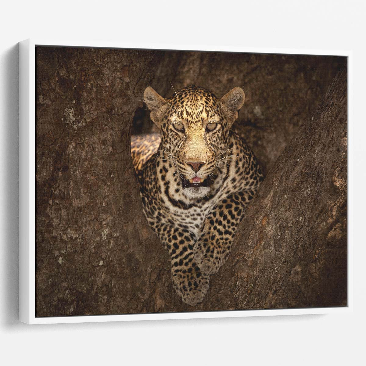Masai Mara Leopard Camouflage Safari Wall Art by Luxuriance Designs. Made in USA.