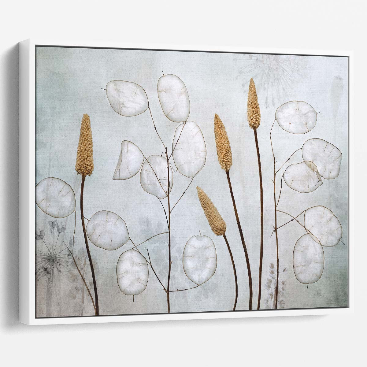 Autumn Lunaria Floral Macro Photography by Mandy Disher Wall Art
