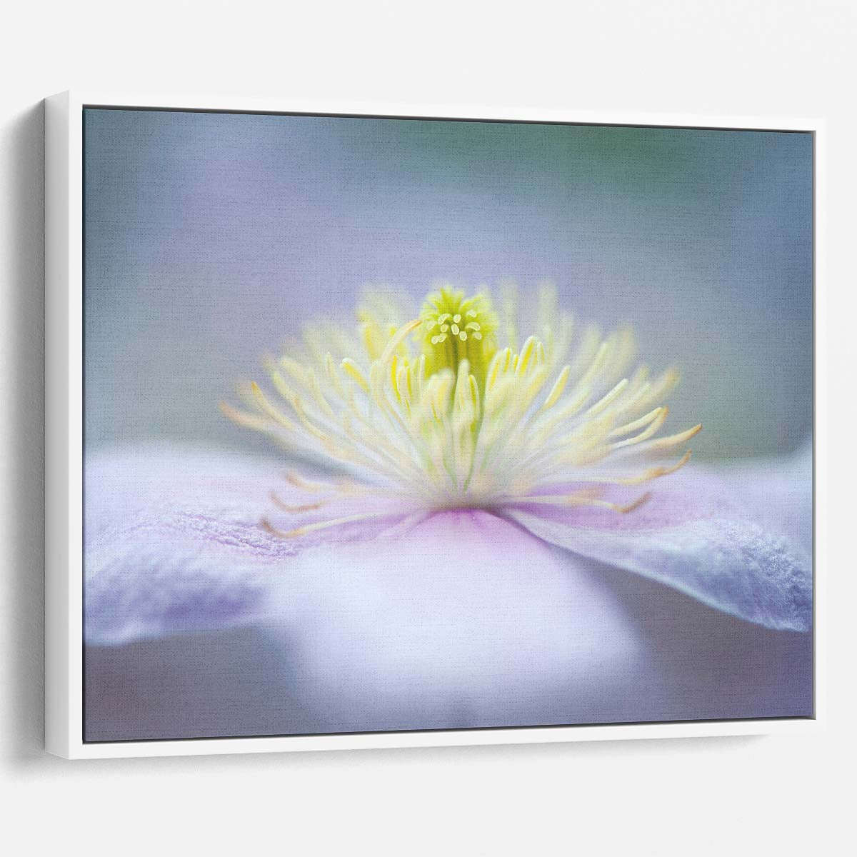 Delicate Pink Mayleen Clematis Macro Floral Wall Art by Luxuriance Designs. Made in USA.