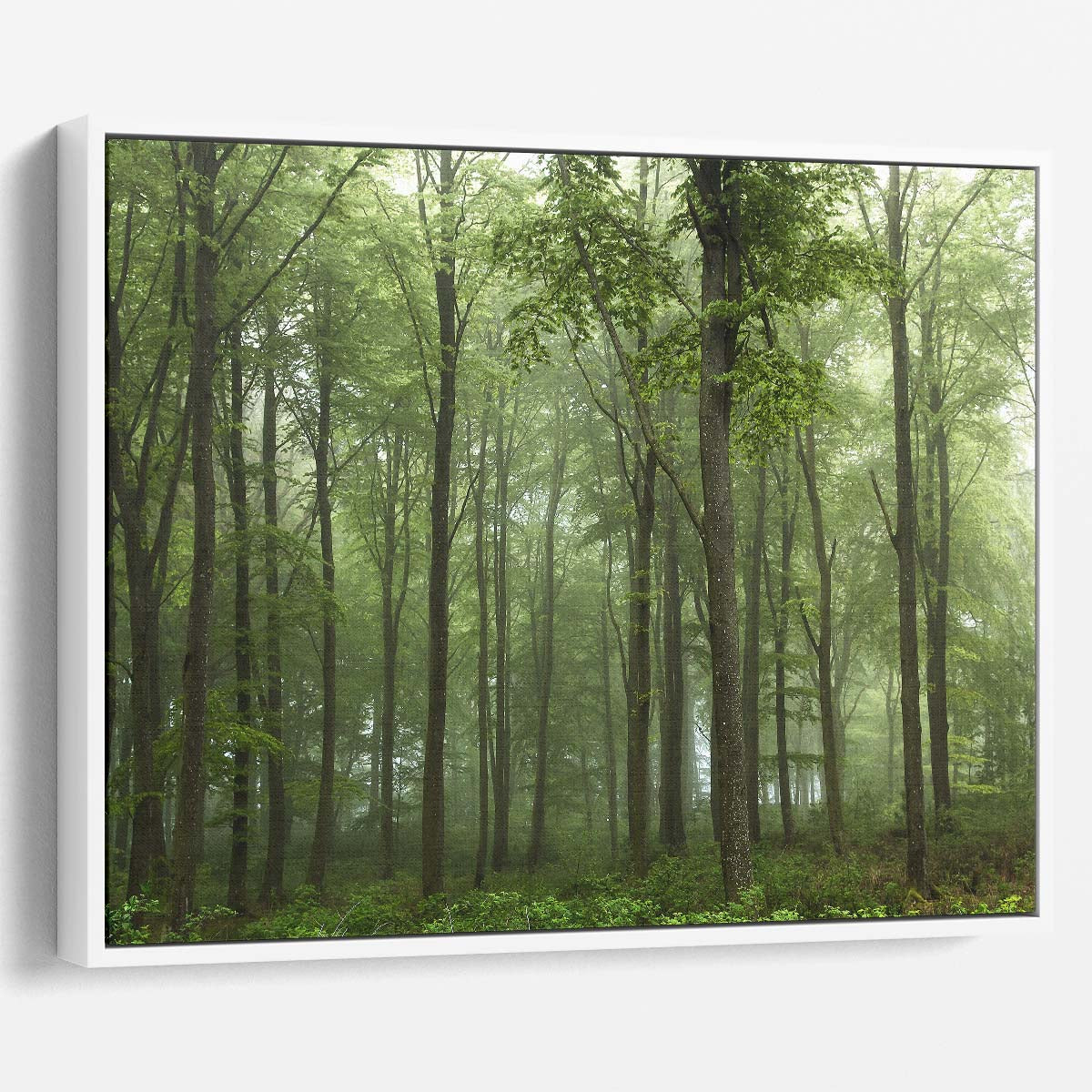 Foggy Green Forest Landscape Photography, Skive Denmark Wall Art