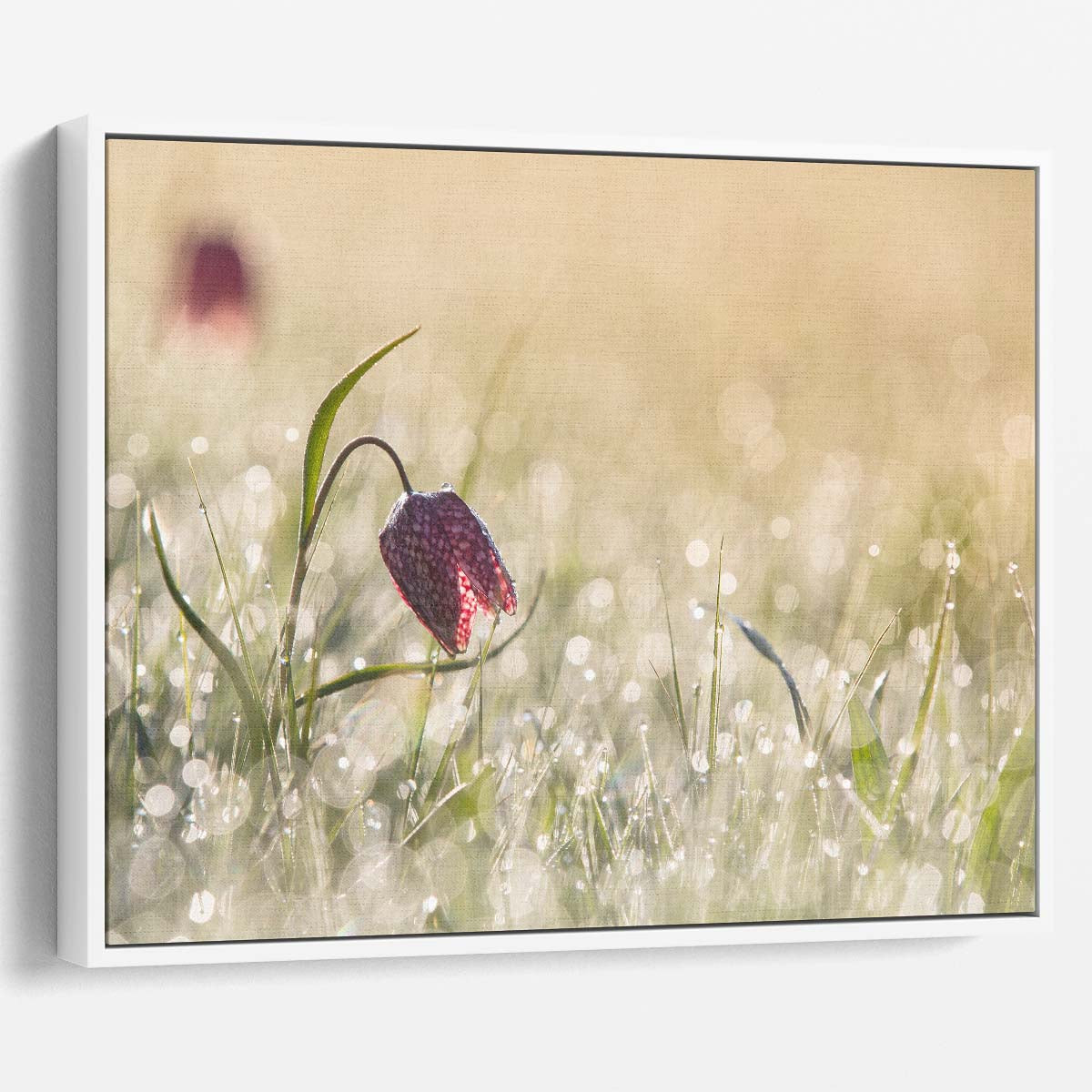 Dawn's Delicate Dew Dutch Floral Macro Wall Art by Luxuriance Designs. Made in USA.