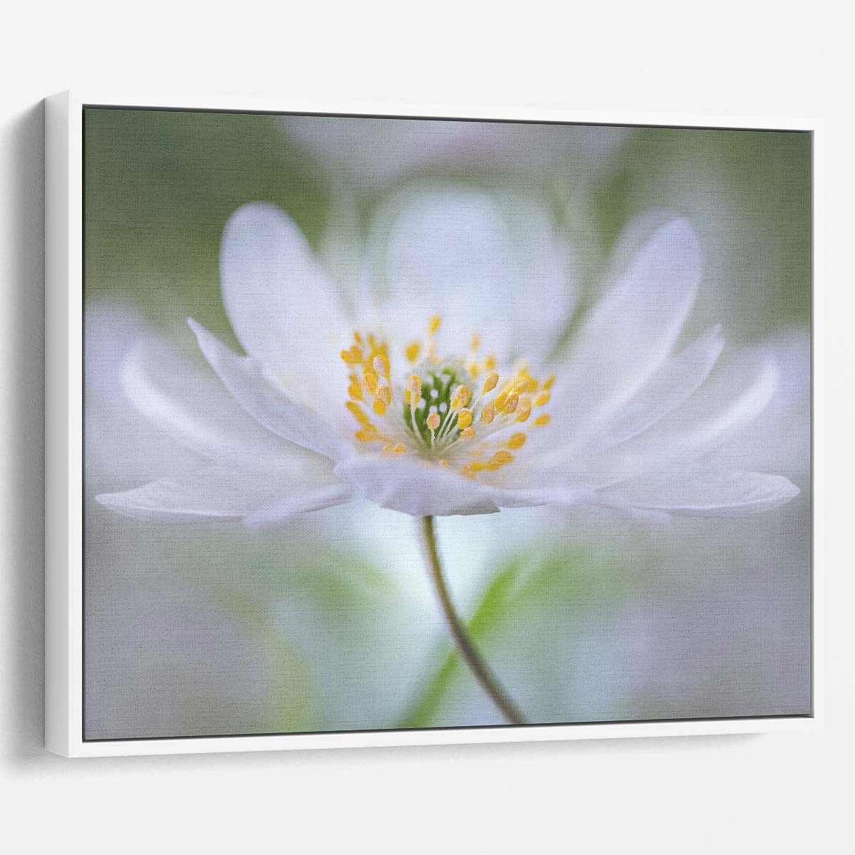 Soft Petals & Tender Flora Bokeh Wall Art by Luxuriance Designs. Made in USA.