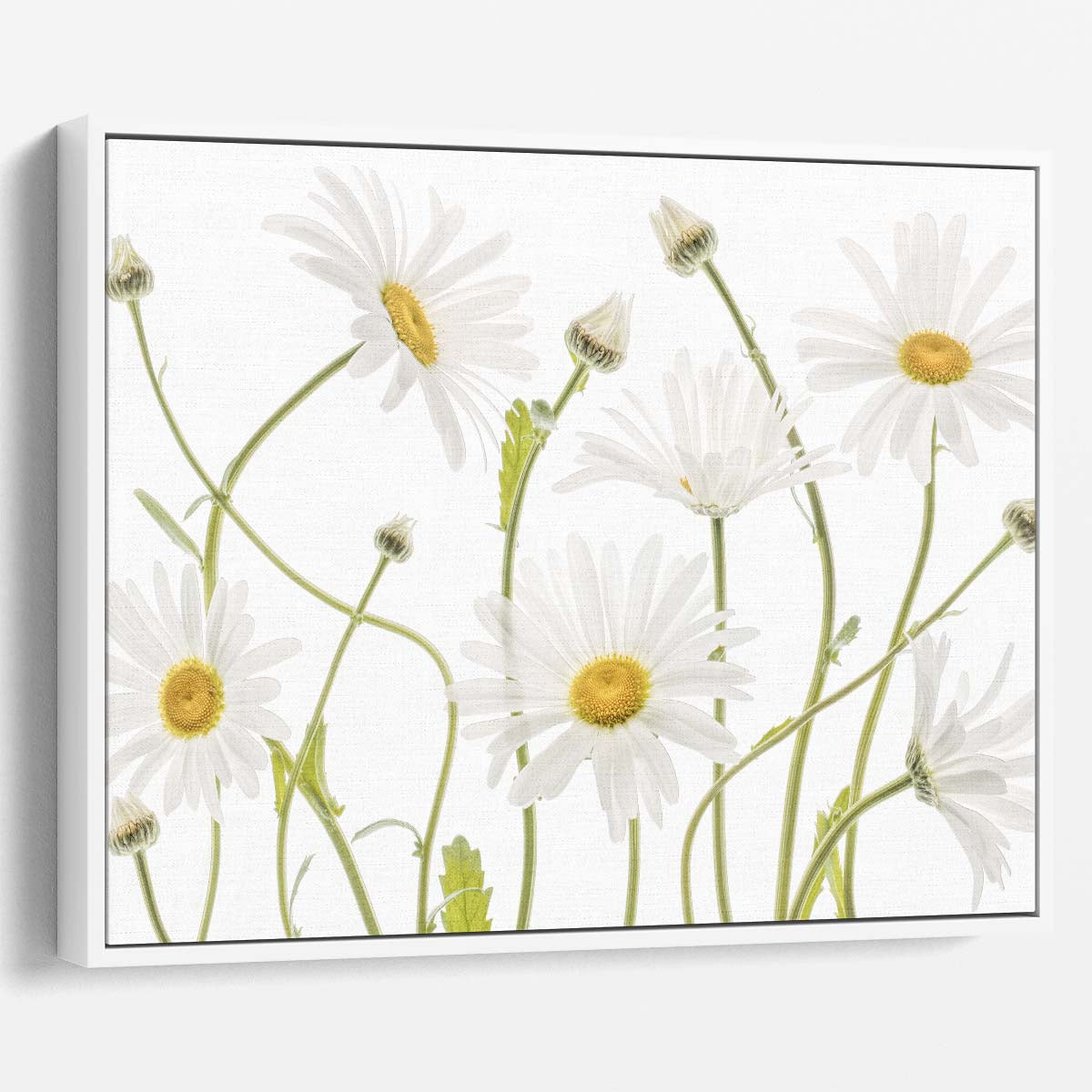 Mandy Disher's Floral Macro Photography Ox Eye Daisies Wall Art