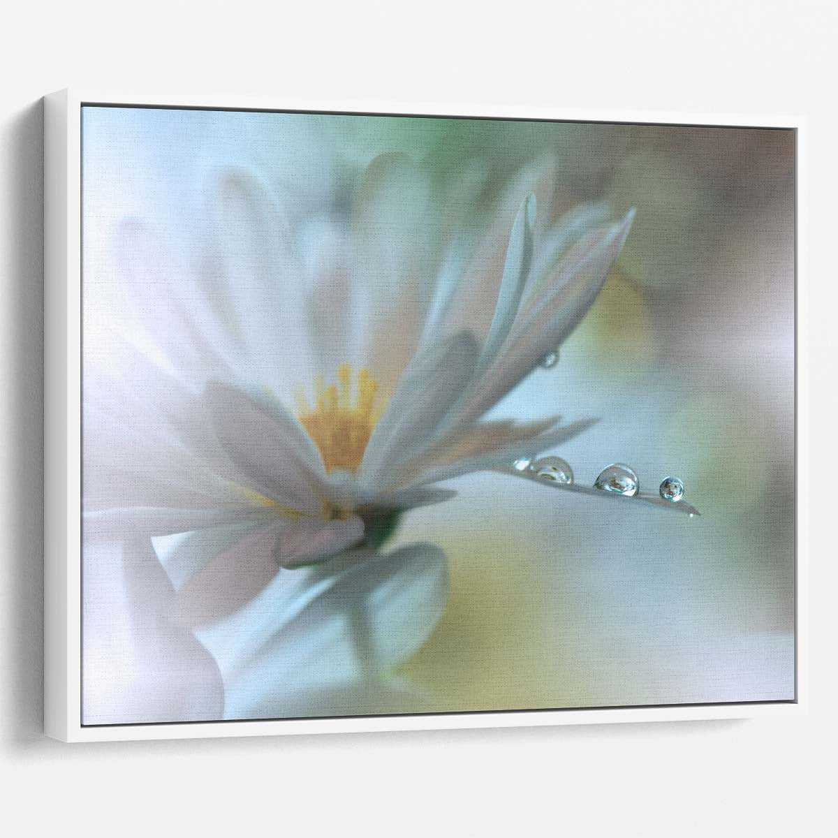 Delicate Daisy & Water Droplets Macro Photography Wall Art