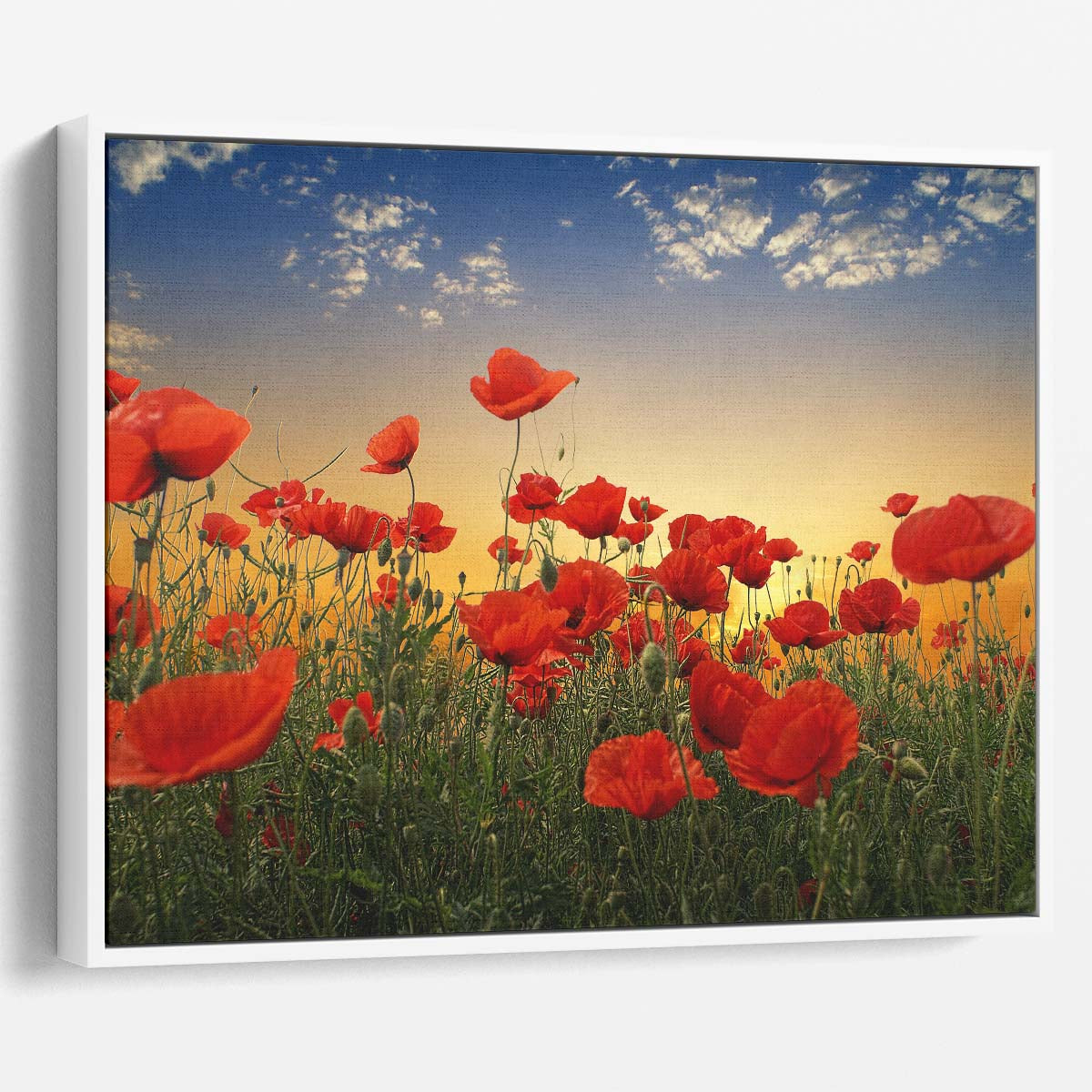 Romantic Red Poppy Field at Sunset Photography Wall Art
