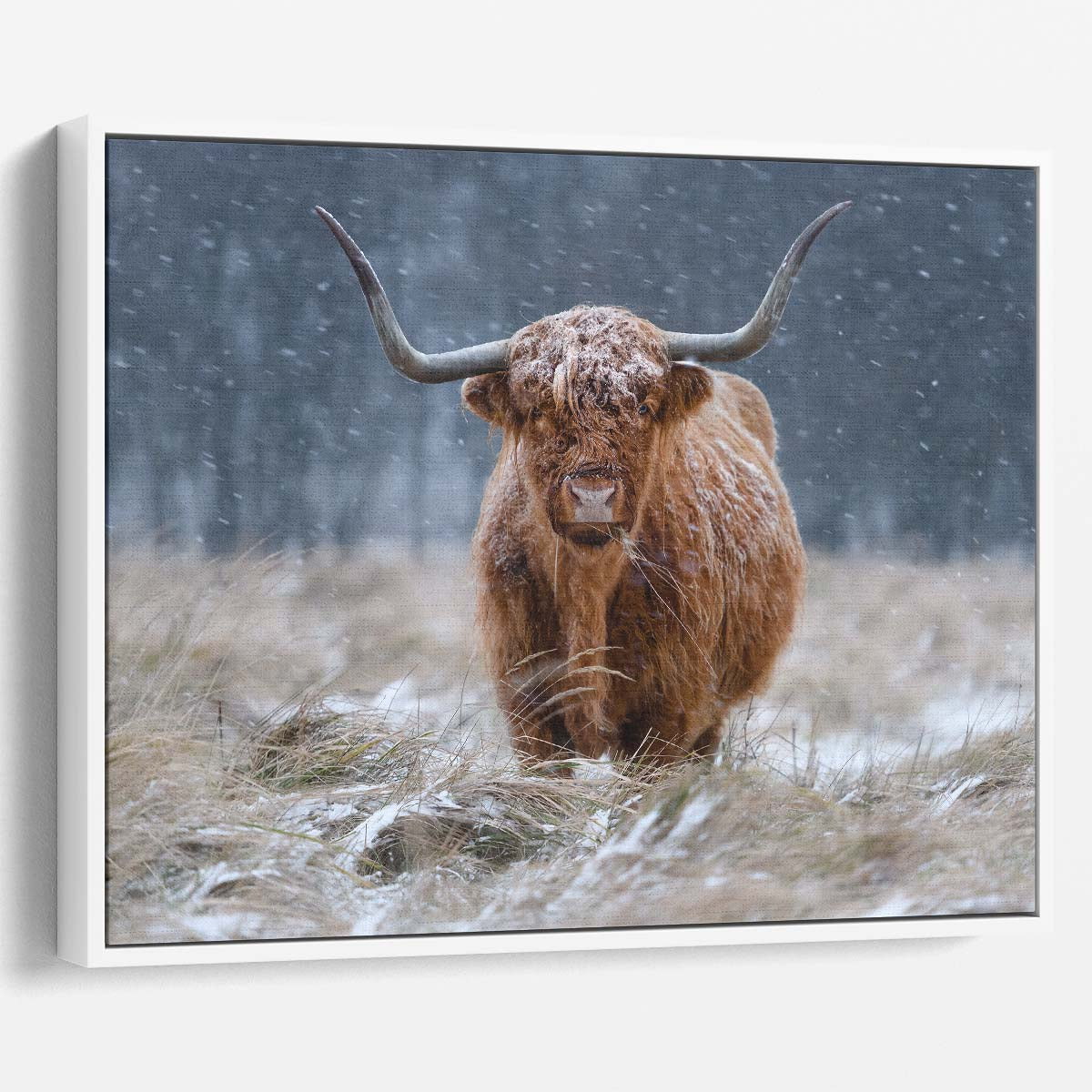 Winter Highland Cow Portrait in Snowy Dutch Countryside Wall Art