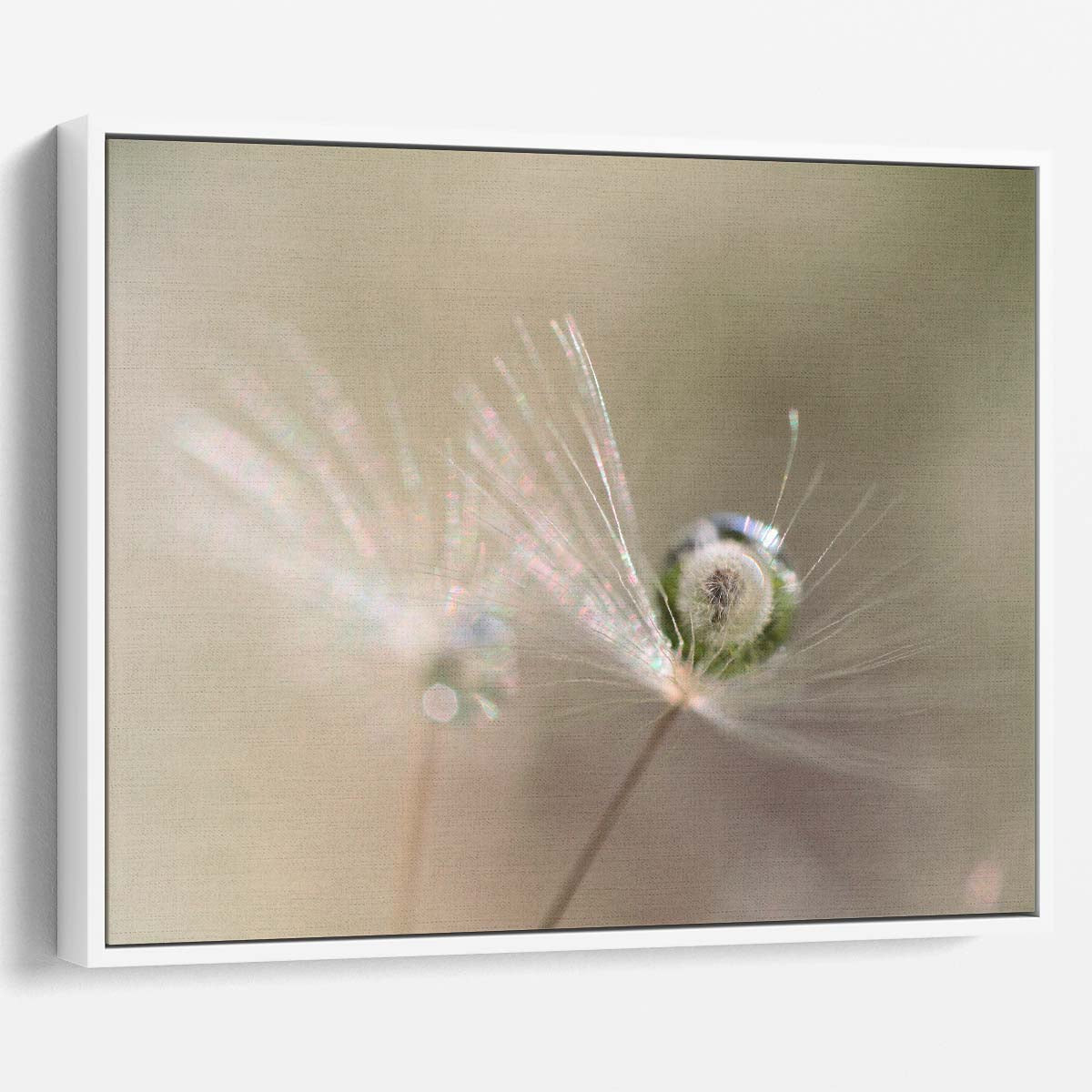 Delicate Dandelion & Dewdrop Macro Floral Wall Art by Luxuriance Designs. Made in USA.
