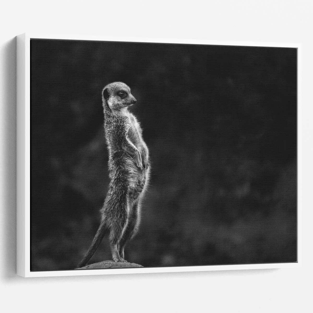 Monochrome Meerkat Safari Observer Wall Art by Luxuriance Designs. Made in USA.