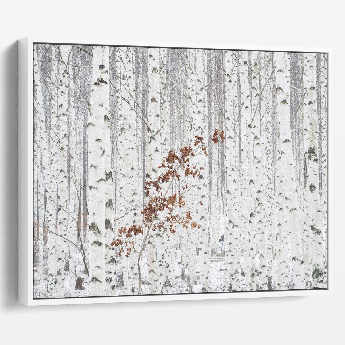 White Birch Forest Autumn Landscape Photography Wall Art