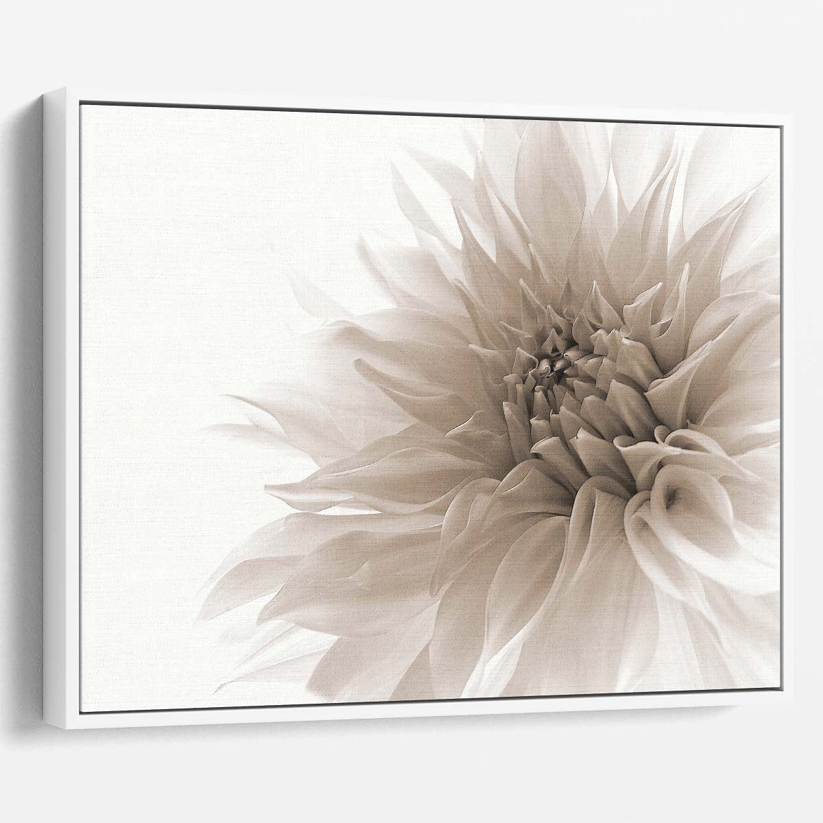 White Dahlia Close-Up Floral Macro Photography Wall Art