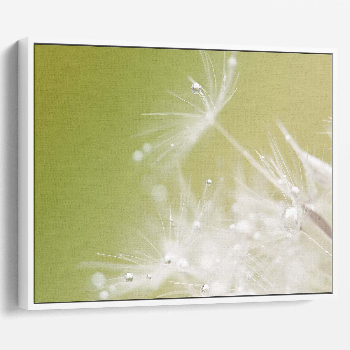 Delicate White Dandelion & Water Drops Macro Wall Art by Luxuriance Designs. Made in USA.