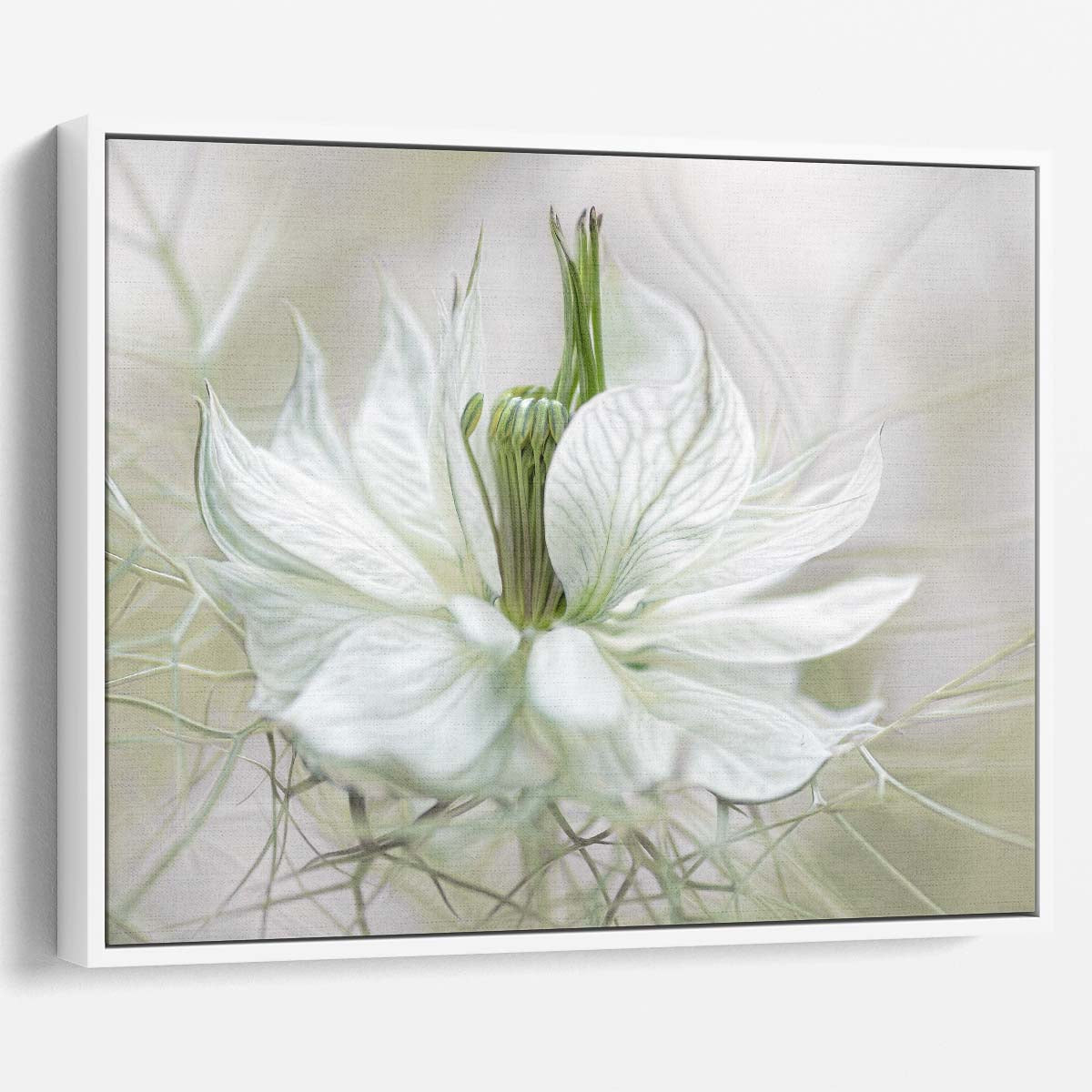 Delicate White Nigella Flower Macro Photography Wall Art