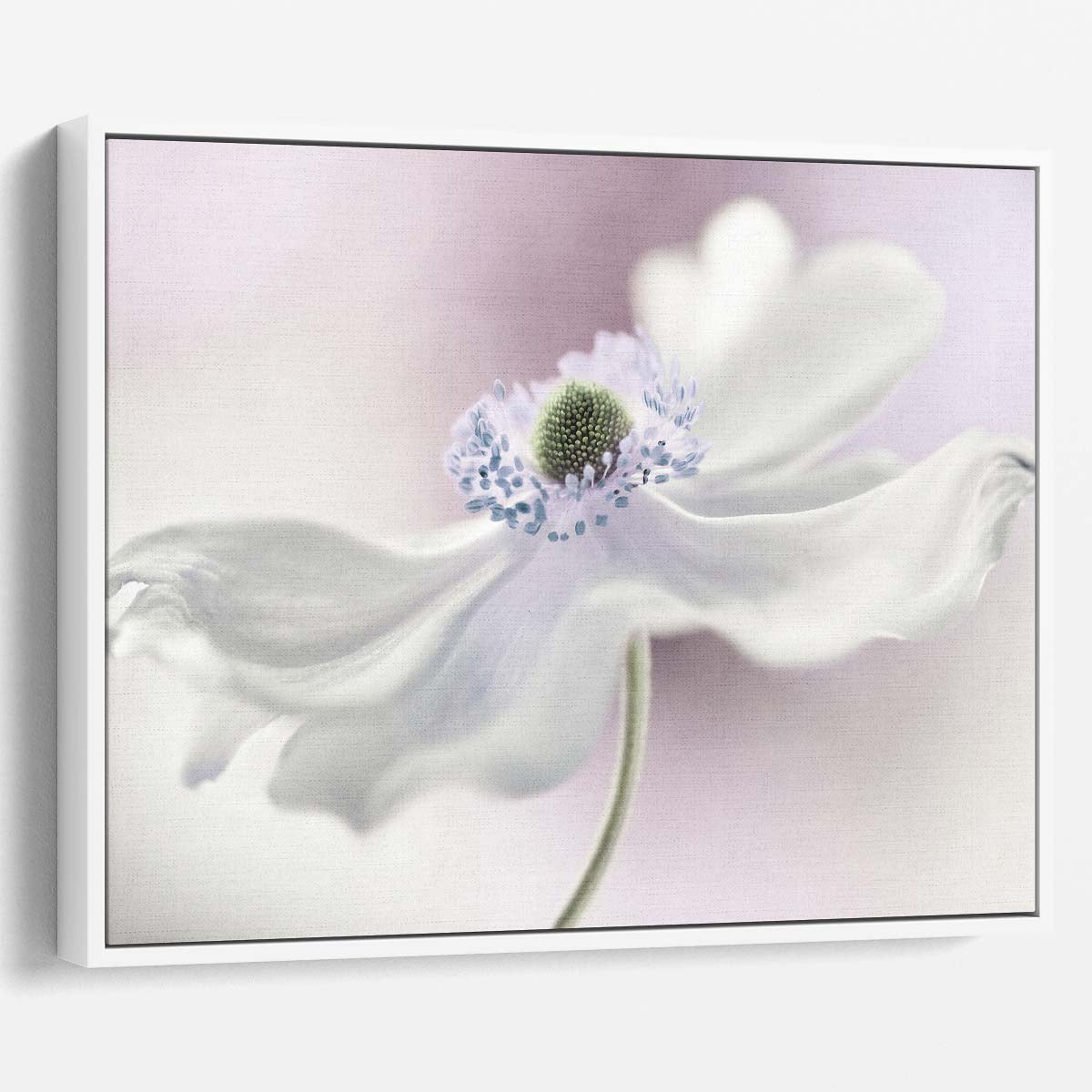 Delicate Pink Anemone Macro Floral Wall Art by Luxuriance Designs. Made in USA.