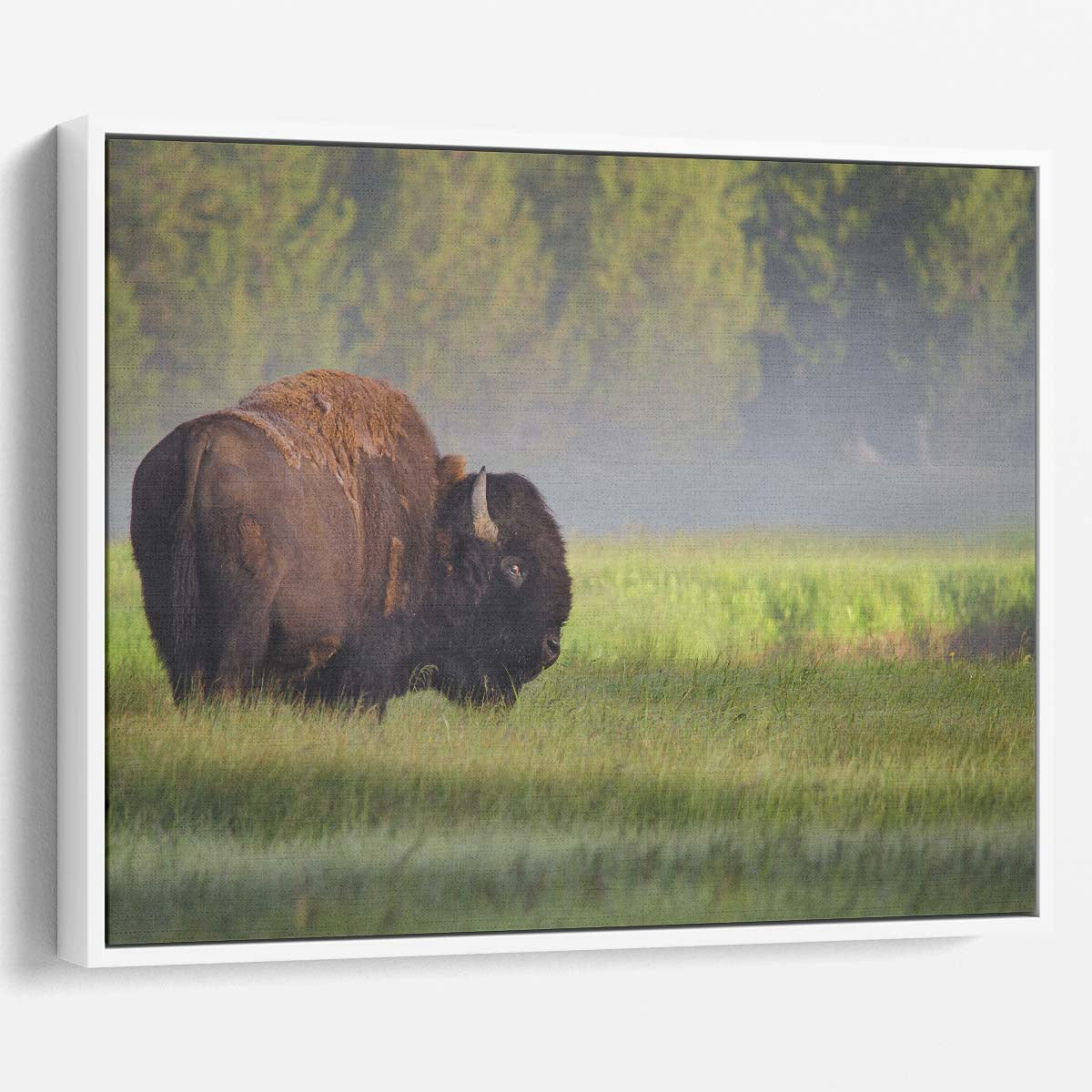 Misty Dawn Bison Sunrise Yellowstone Wall Art by Luxuriance Designs. Made in USA.