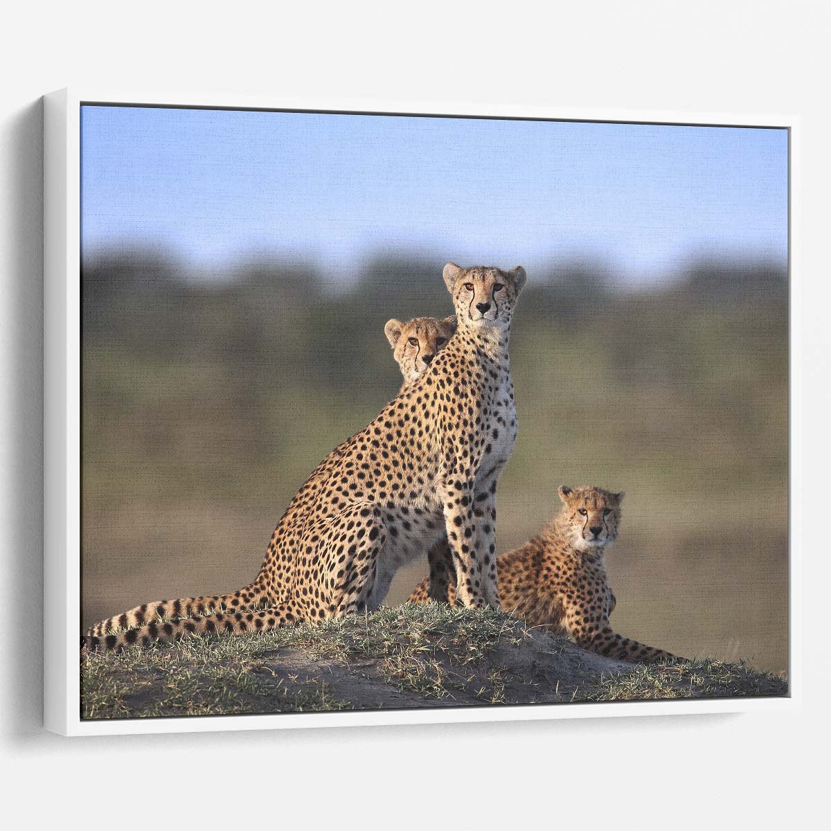 Savannah Cheetah Family Love & Protection Wall Art by Luxuriance Designs. Made in USA.