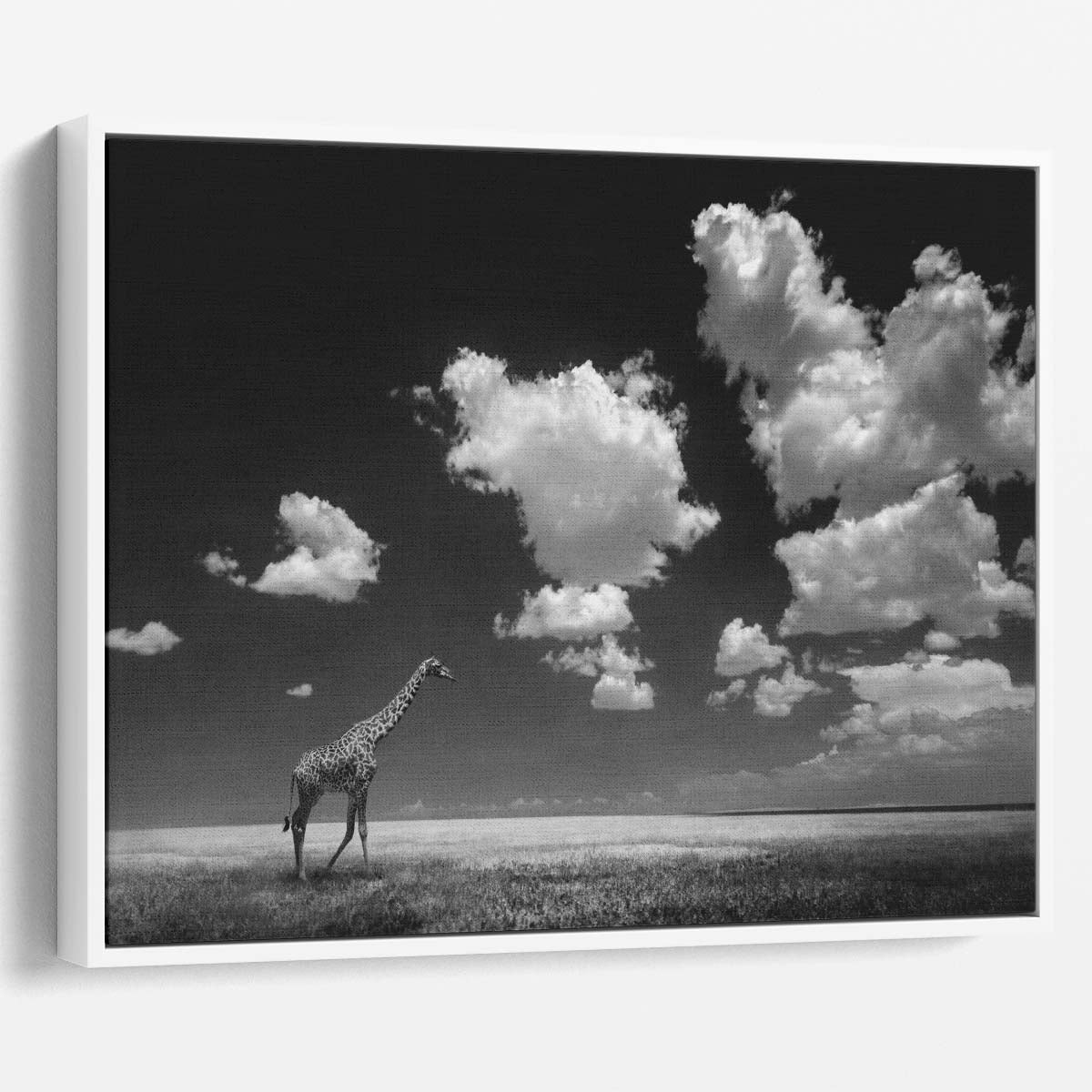 Monochrome Giraffe in Cloudy African Sky Wall Art by Luxuriance Designs. Made in USA.