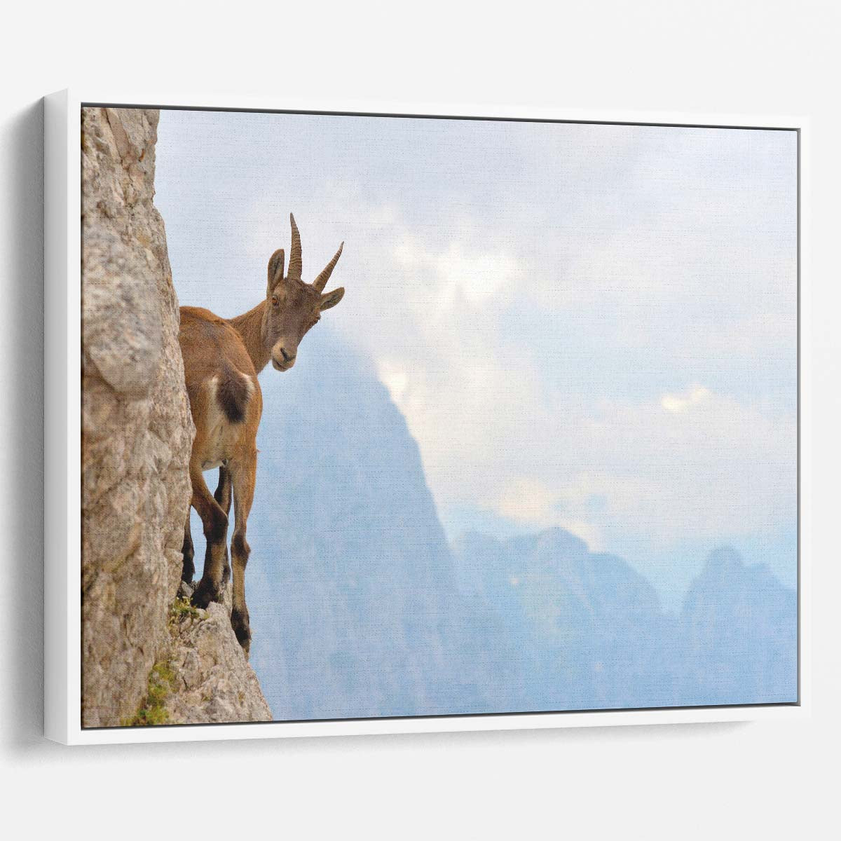 Alpine Ibex Balancing on Julian Alps Ridge Wall Art by Luxuriance Designs. Made in USA.