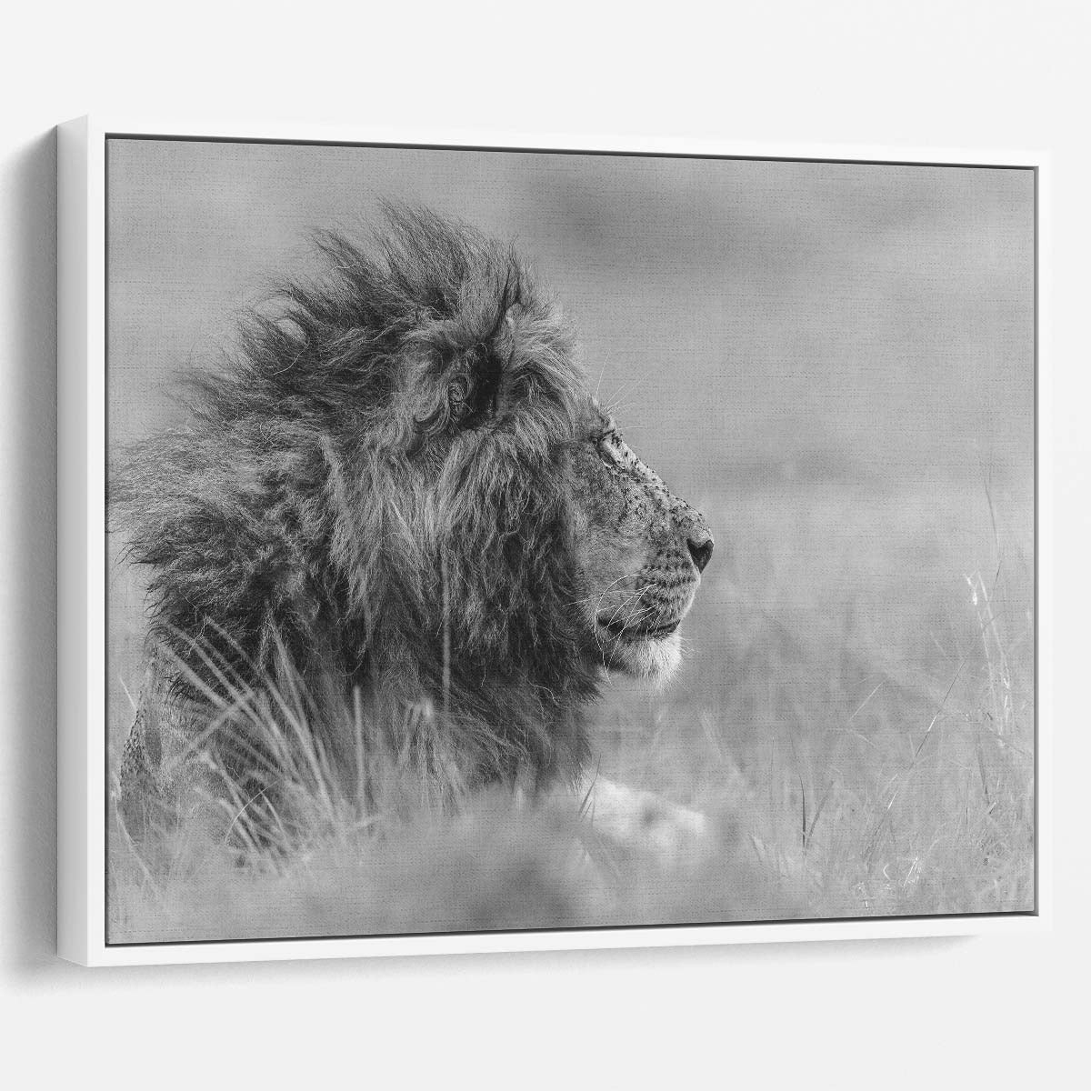 Majestic Solitary Lion in Serene Savannah Wall Art by Luxuriance Designs. Made in USA.