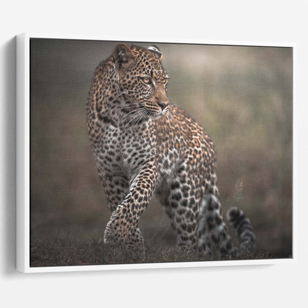 Safari Wildlife Leopard Glance - African Savanna Photography Wall Art