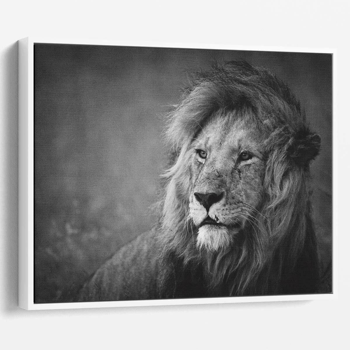 Majestic WindSwept Lion Monochrome Wall Art by Luxuriance Designs. Made in USA.