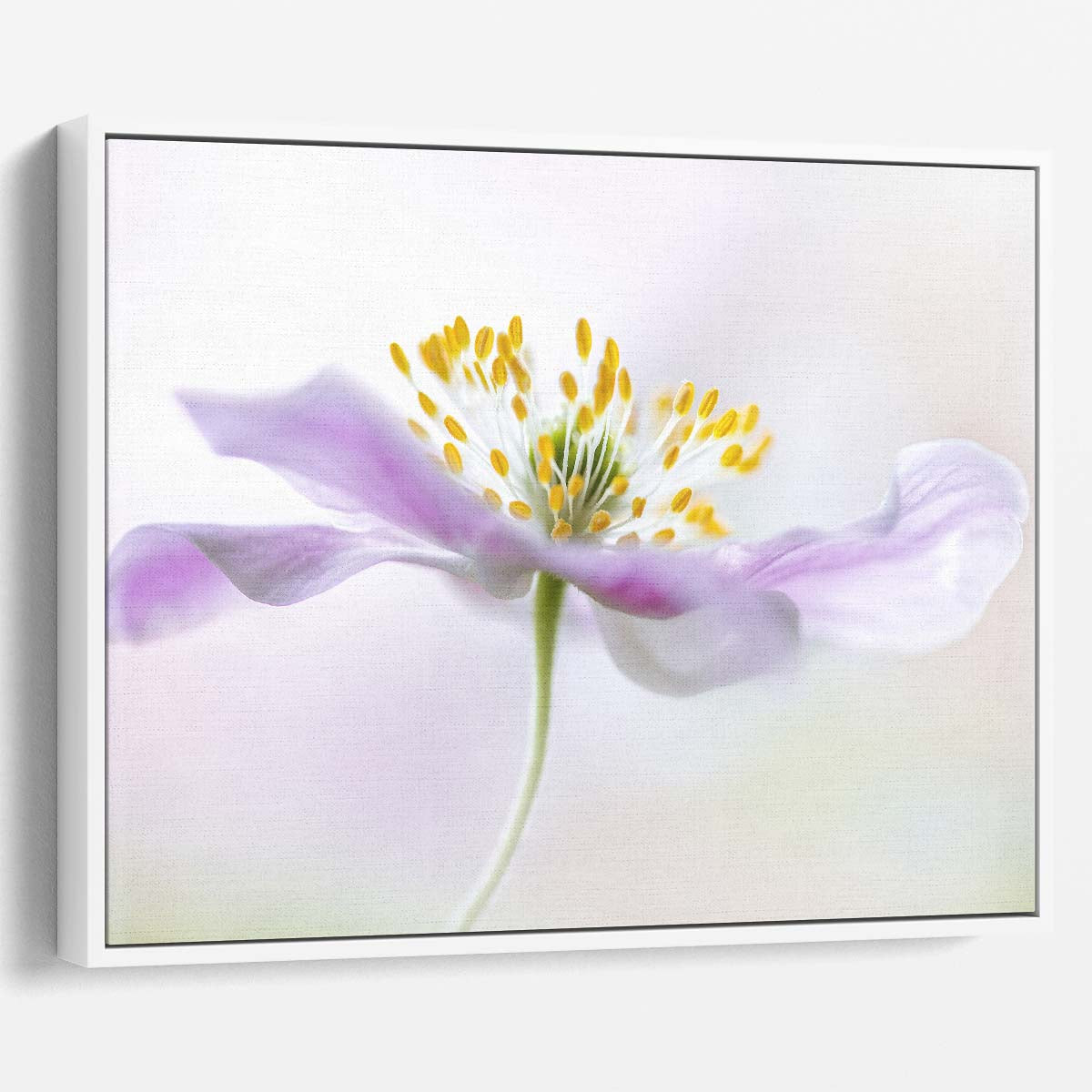 Delicate Purple Wood Anemone Floral Macro Wall Art by Luxuriance Designs. Made in USA.