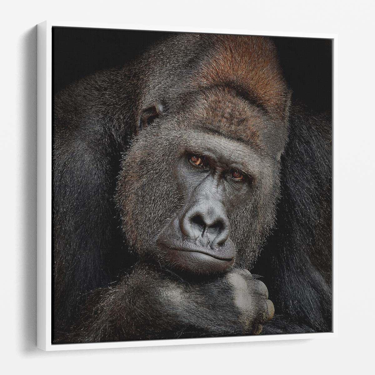 Thoughtful Silverback Gorilla Portrait Majestic Wildlife Photography Wall Art by Luxuriance Designs. Made in USA.