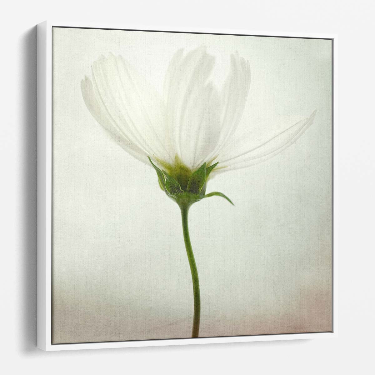 Bright and Delicate White Cosmos Flower Floral Photography Wall Art by Luxuriance Designs. Made in USA.