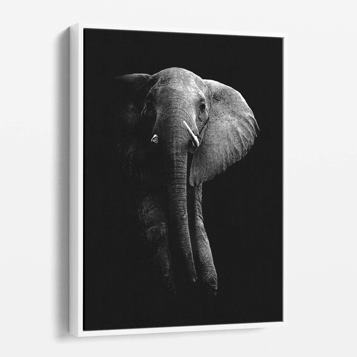 Majestic African Elephant Photography Art, Monochrome Luangwa National Park by Luxuriance Designs, made in USA