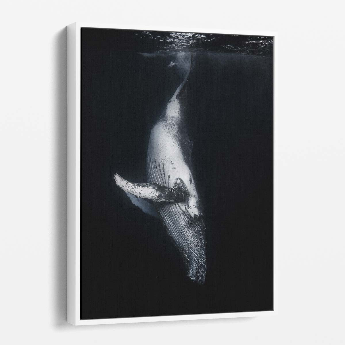 Majestic Humpback Whale Underwater Photography, Reunion Island France by Luxuriance Designs, made in USA