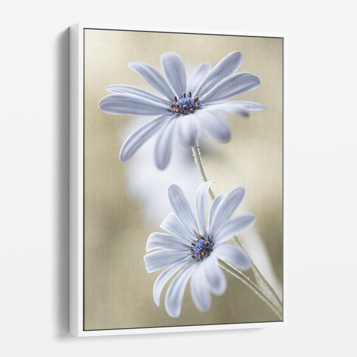 Delicate Macro Photography of Blue Cape Daisies by Mandy Disher by Luxuriance Designs, made in USA