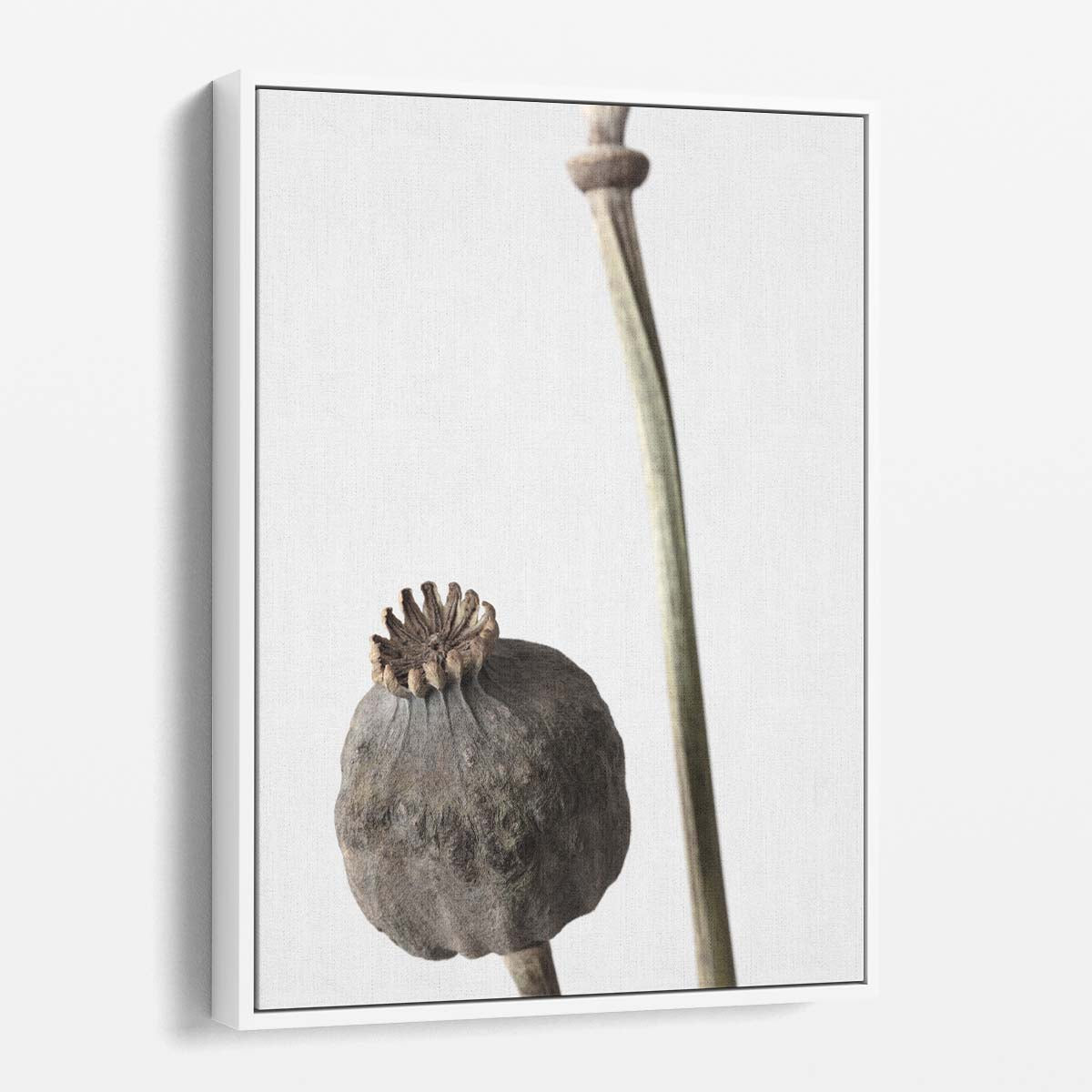 1X Studio Botanical Poppy Photography - Dried Floral Still Life Art by Luxuriance Designs, made in USA