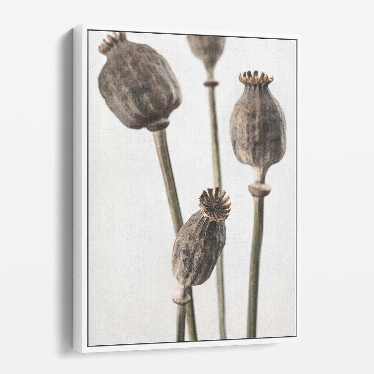 Botanical Still Life Photography of Dried Poppy Flowers by Luxuriance Designs, made in USA