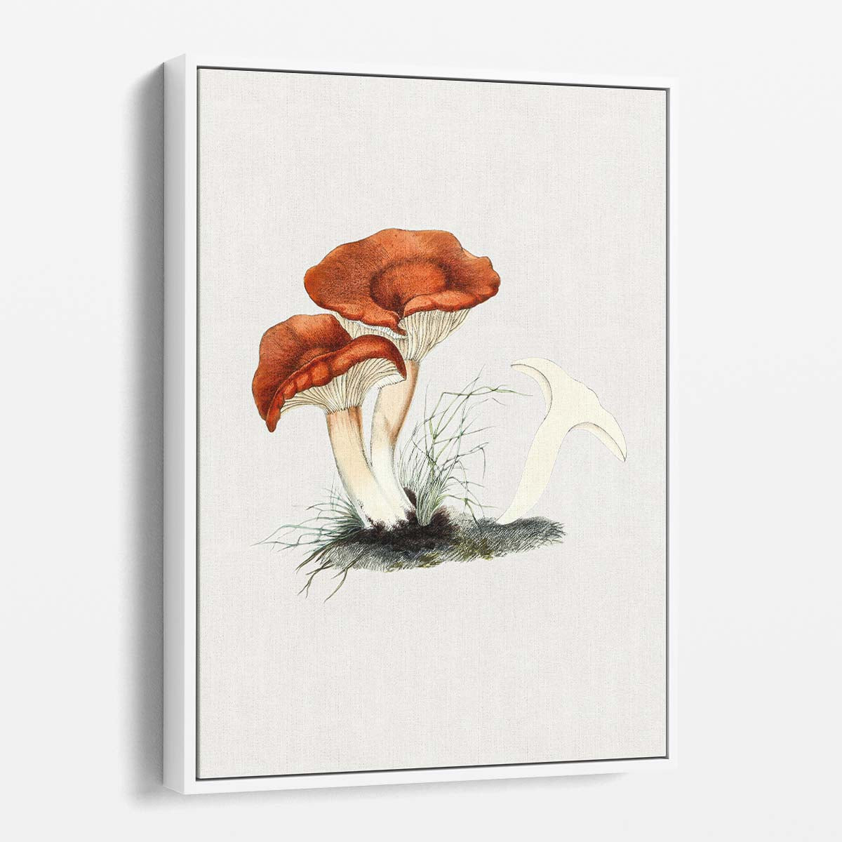 Vintage Hand-Drawn Red Rufous Milkcap Mushroom Illustration Wall Art by Luxuriance Designs, made in USA