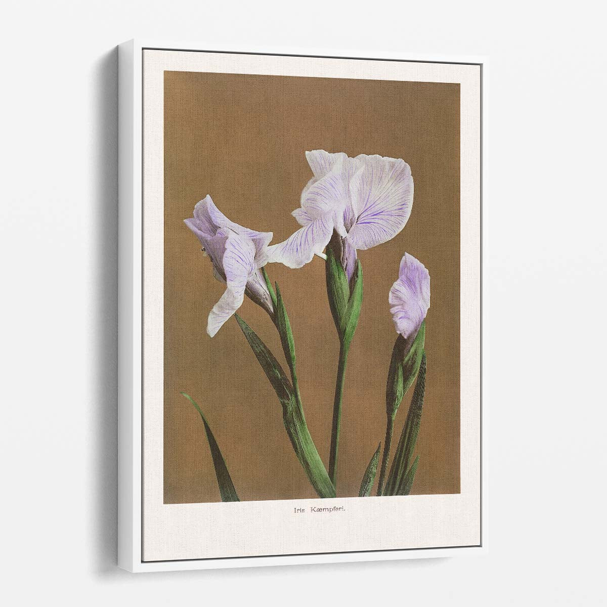 Vintage Japanese Iris Illustration Art Print by Ohara Koson by Luxuriance Designs, made in USA