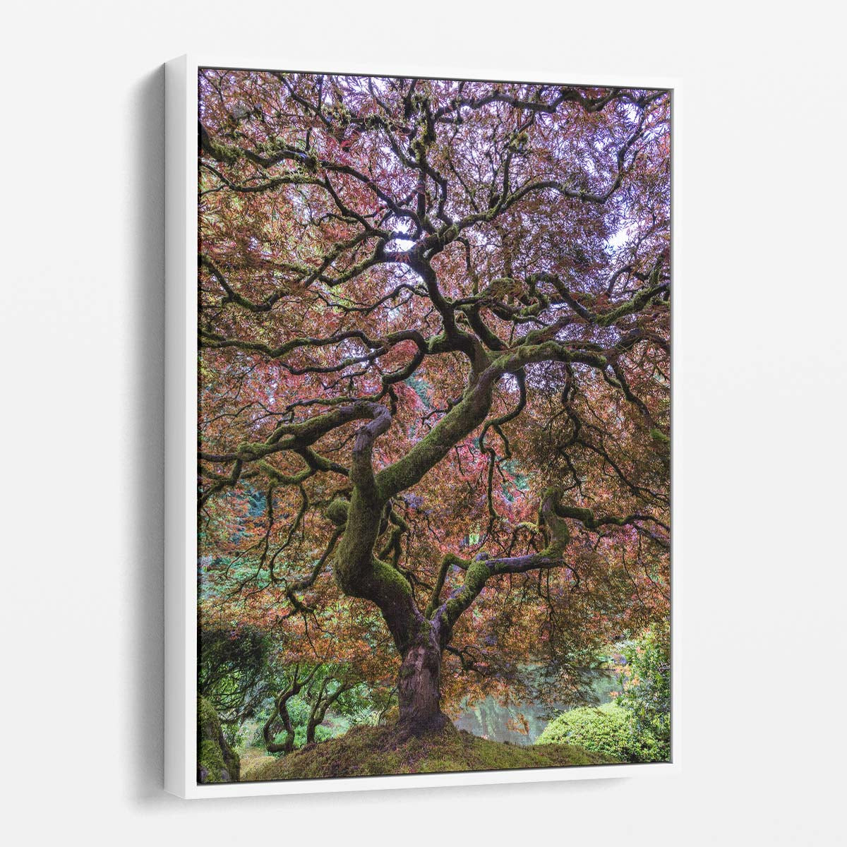 Tranquil Autumn Japanese Maple Tree Landscape Photography Art by Luxuriance Designs, made in USA
