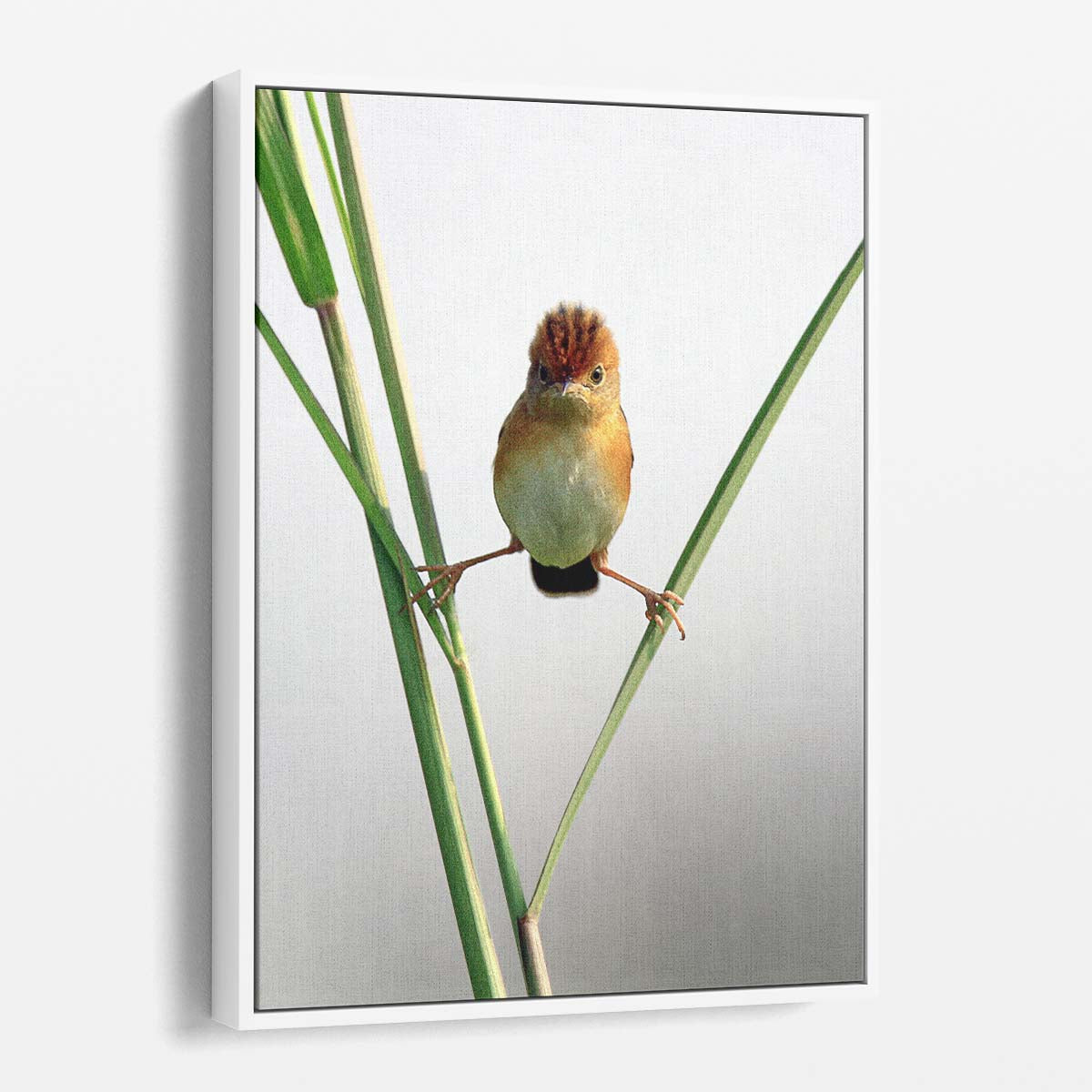 Furious Kung Fu Bird, Humorous Minimalistic Wildlife Photography, Jakarta by Luxuriance Designs, made in USA