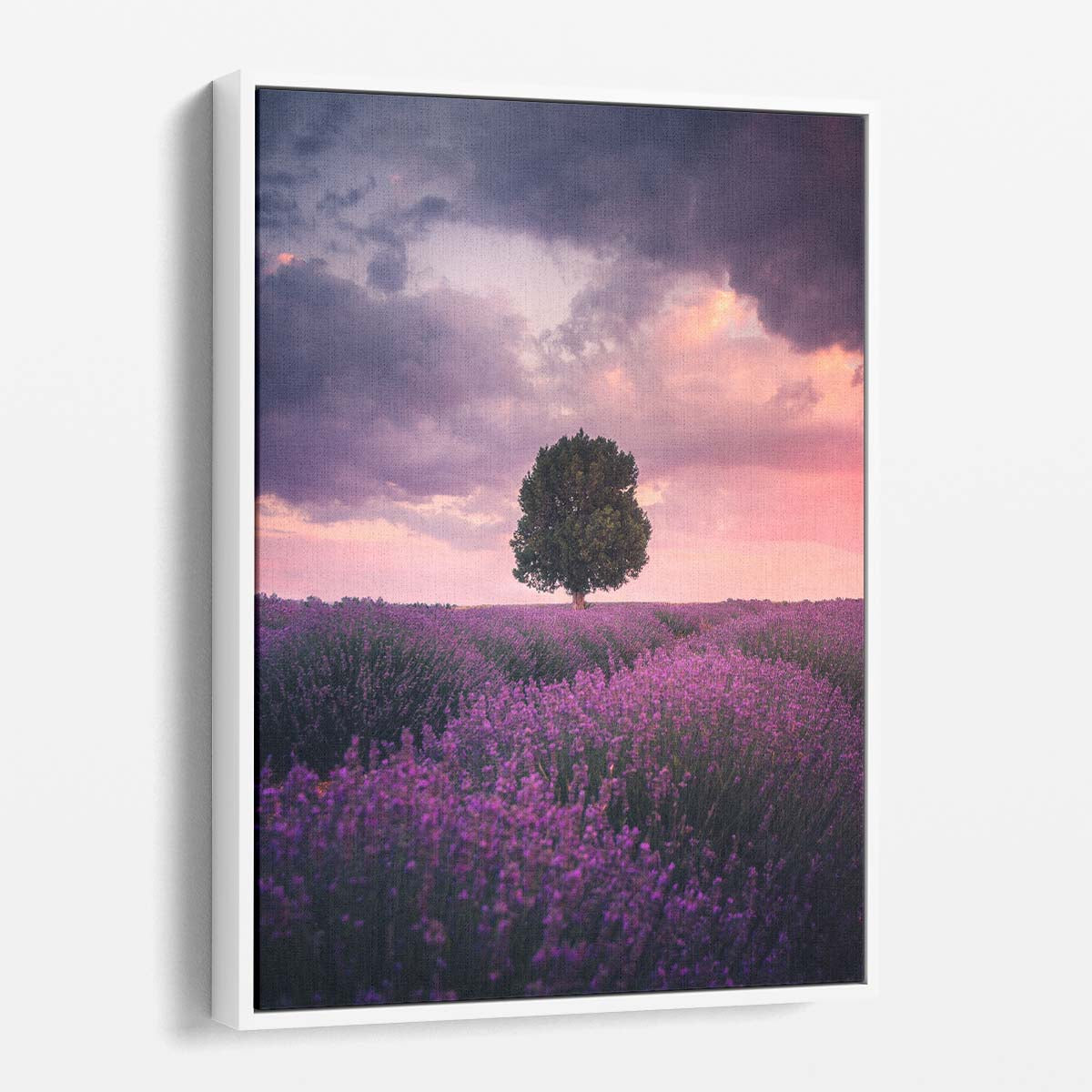 Isparta Lavender Fields Photography Pastel, Botanical Landscape Art by Luxuriance Designs, made in USA