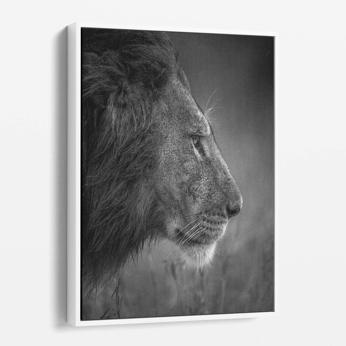Kenyan Lion Close-Up, Monochrome Wildlife Photography in Rain by Luxuriance Designs, made in USA