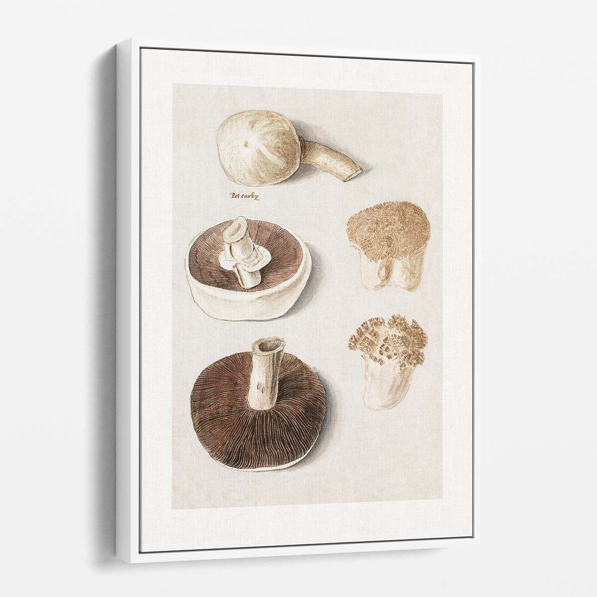 Vintage Botanical Meadow Mushroom Illustration with Gray and Beige Tones by Luxuriance Designs, made in USA