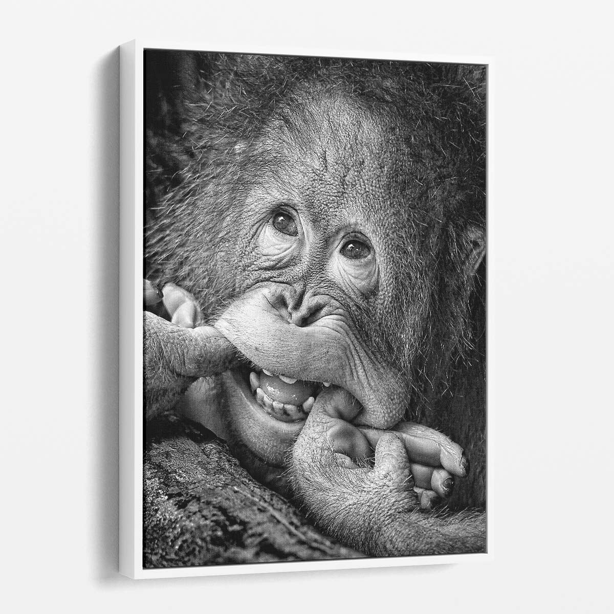 Happy Baby Orangutan Black & White Photography Wall Art by Luxuriance Designs, made in USA
