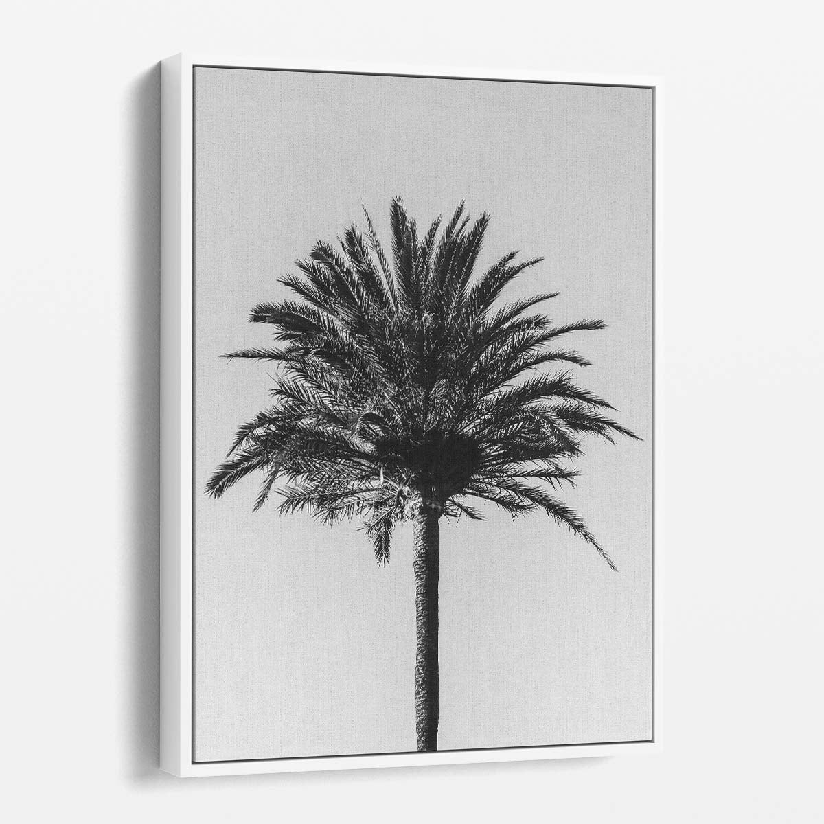 Minimalistic Monochrome Palm Tree Landscape Photography Art by Luxuriance Designs, made in USA