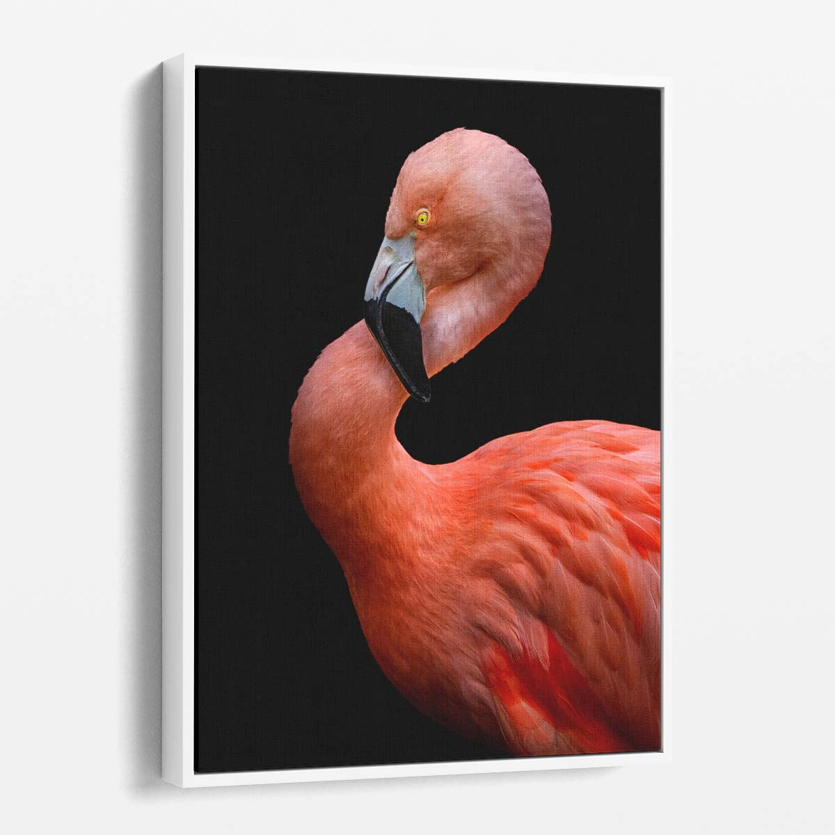 Hardik Pandya's Pink Flamingo Portrait, Colorful Feathered Animal Photography by Luxuriance Designs, made in USA