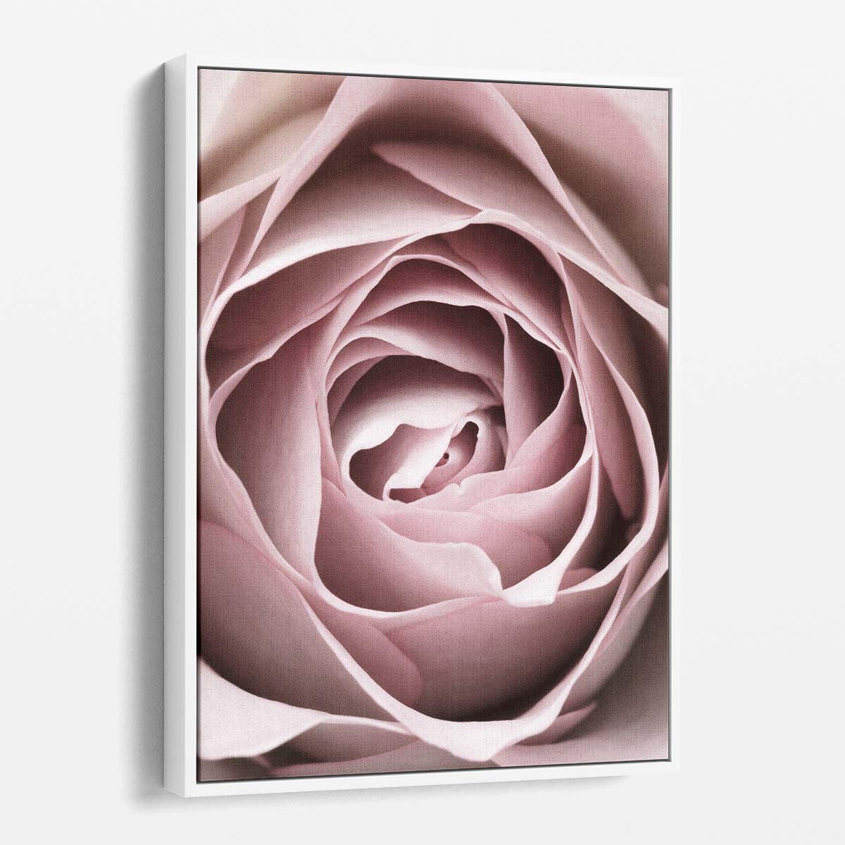 Botanical Photography 1XStudio's Up-close Pink Rose Flower Still Life by Luxuriance Designs, made in USA