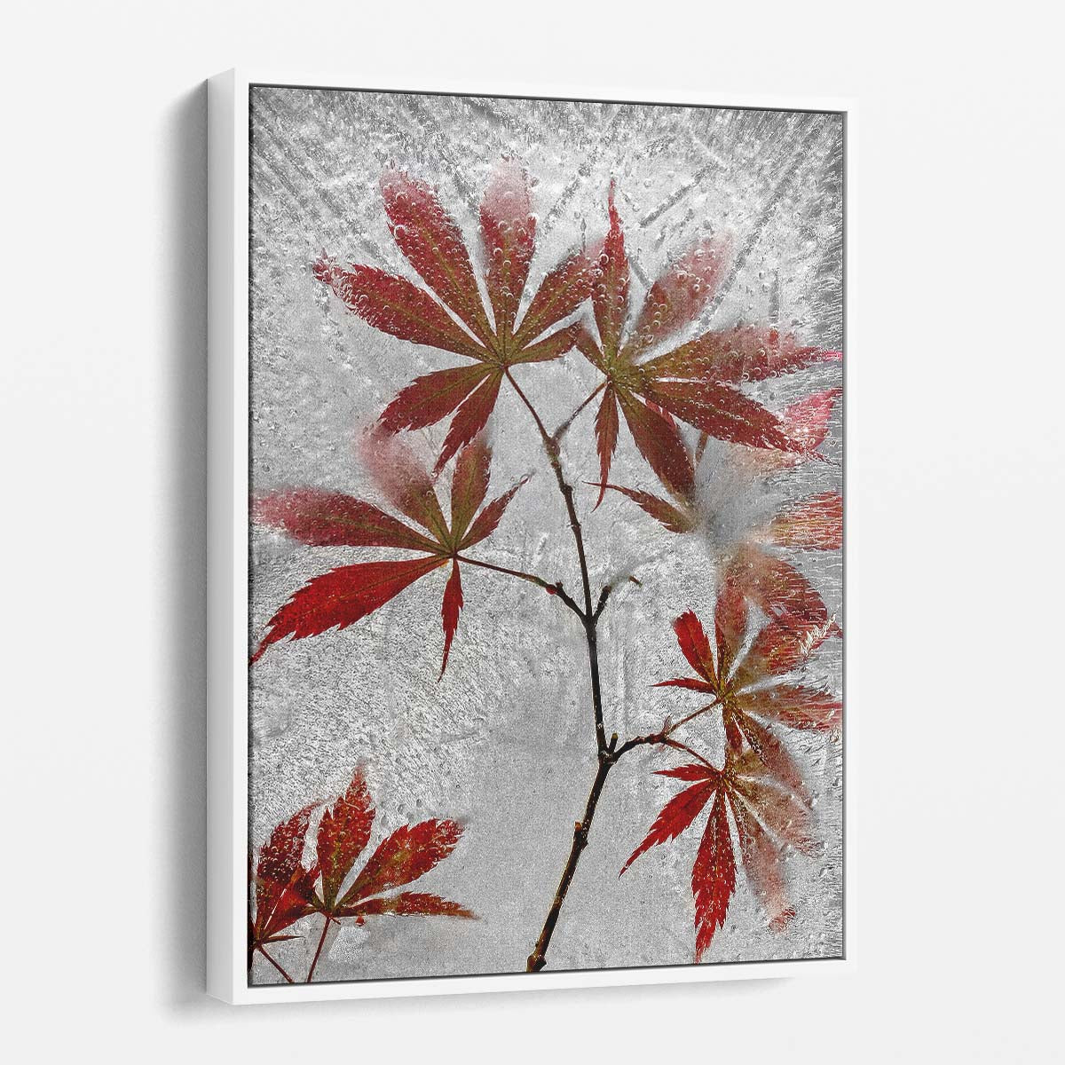Secundino Losada Red Maple Leaves Icy Winter Still Life Photography by Luxuriance Designs, made in USA