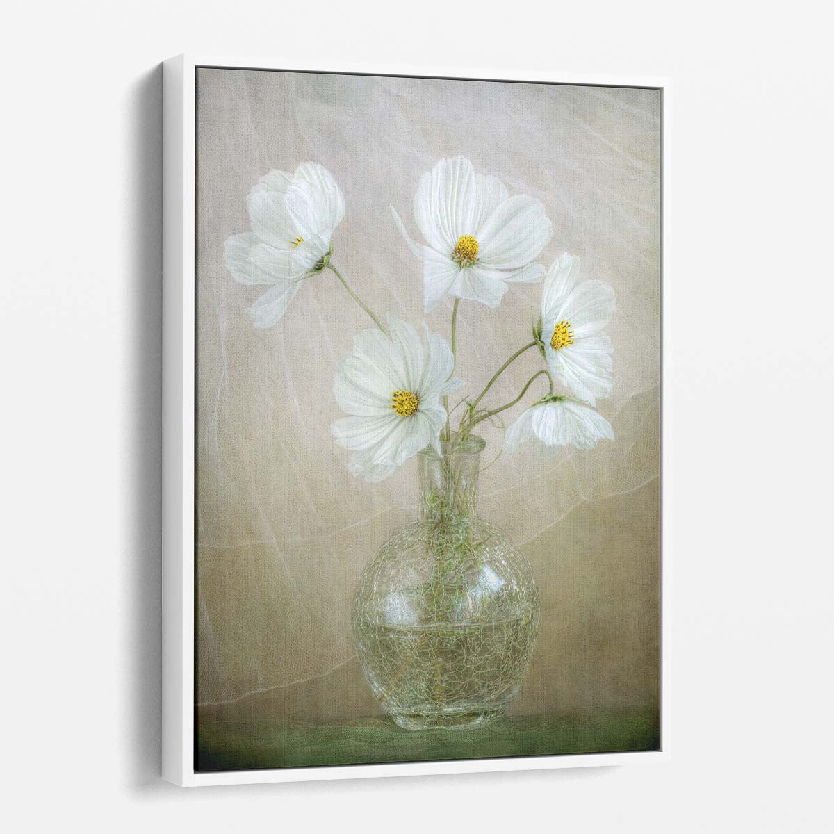 White Cosmos Floral Photography, Mandy Disher, UK Botanical Art by Luxuriance Designs, made in USA