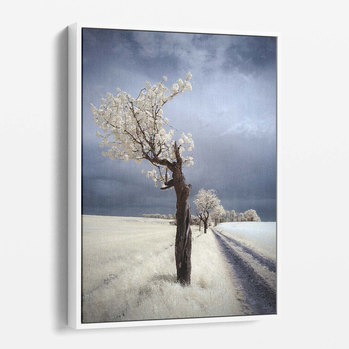 Infrared Photography White Tree Road Landscape, Lower Silesia Poland by Luxuriance Designs, made in USA